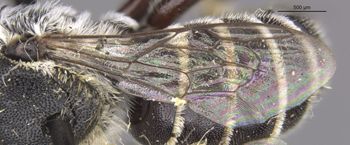 Media type: image;   Entomology 23416 Aspect: Wing front